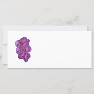 Vivid Lila Orchids