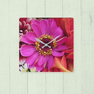 Vivid Magenta Zinnia Bland Multifärgad Dahlias Fyrkantig Klocka