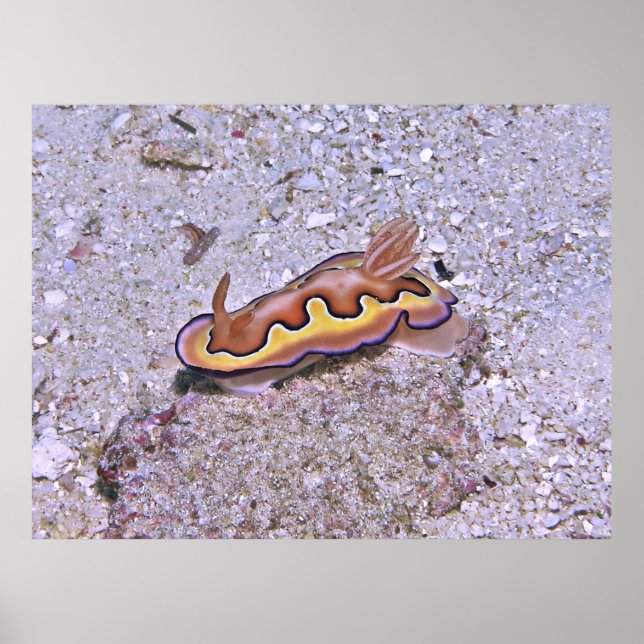Vivid Nudigren Poster (Framsidan)