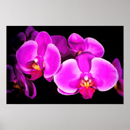 Vivid Orchid Poster