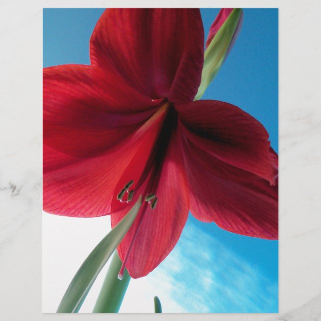 Vivid Red Amaryllis Flower (Framsida)
