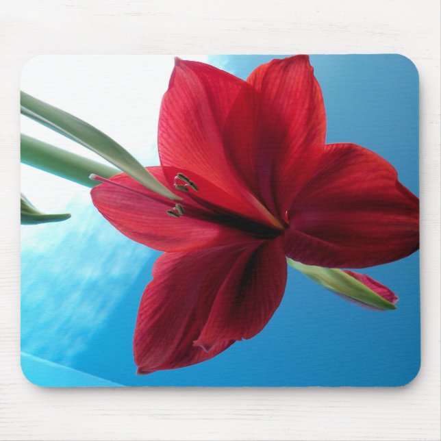 Vivid Red Amaryllis Flower Musmatta (Framsidan)