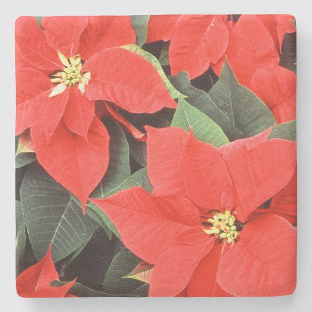 Vivid Red jul Poinsettias Stenunderlägg (Framsidan)