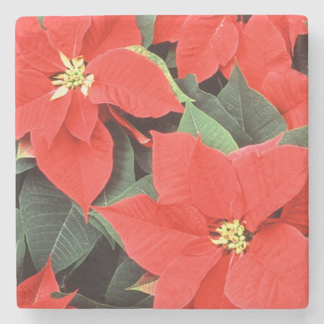 Vivid Red jul Poinsettias Underlägg Sten (Framsidan)