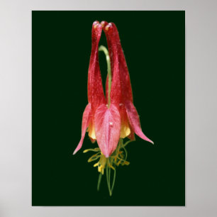 Vivid Red Vild Columbine Flower Poster