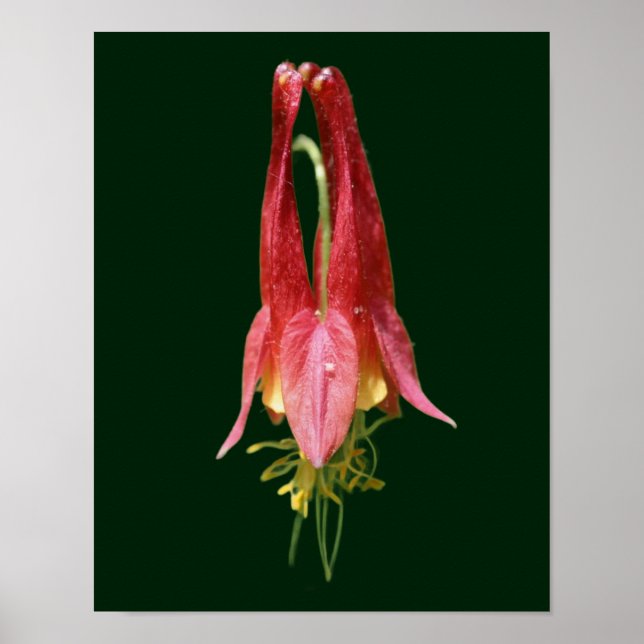 Vivid Red Vild Columbine Flower Poster (Framsidan)