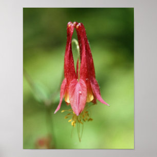 Vivid Red Vild Columbine Flower Poster