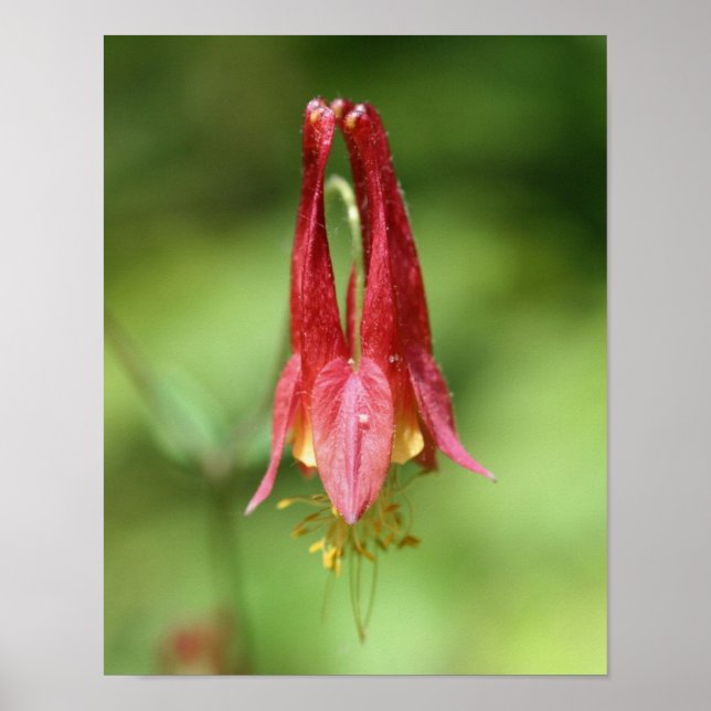 Vivid Red Vild Columbine Flower Poster (Framsidan)