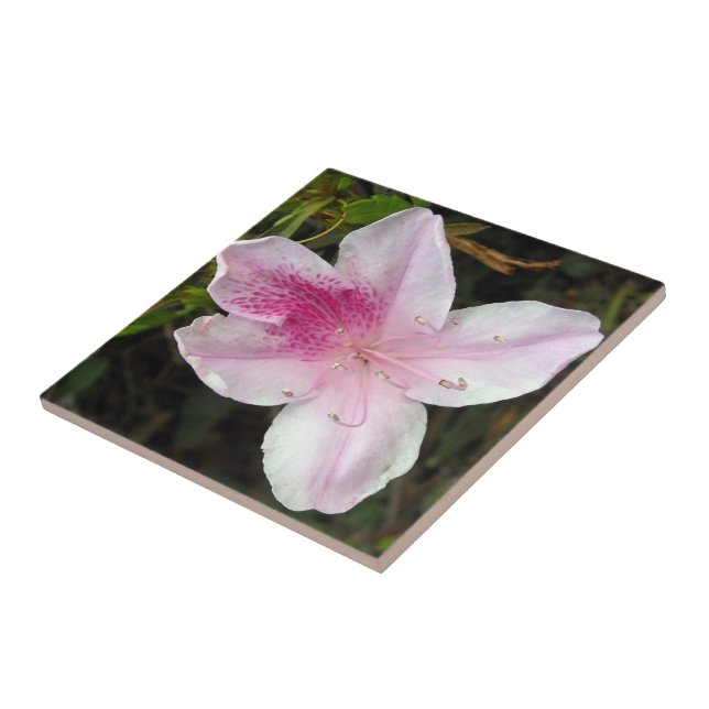 Vivid Rosa Azalea Photo Ceramic Tiles Kakelplatta (Sidan)