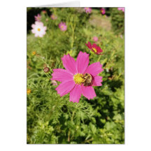 Vivid Rosa Cosmos Blanka kort