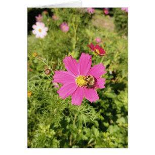 Vivid Rosa Cosmos Blanka kort