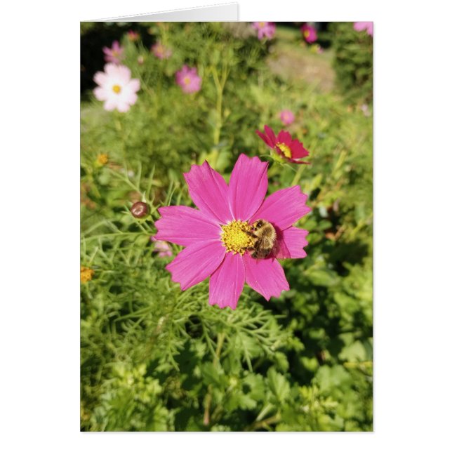 Vivid Rosa Cosmos Blanka kort (Framsidan)