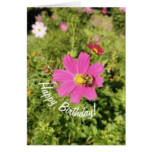 Vivid Rosa Cosmos Flower Birthday Card Hälsningskort (Framsidan)