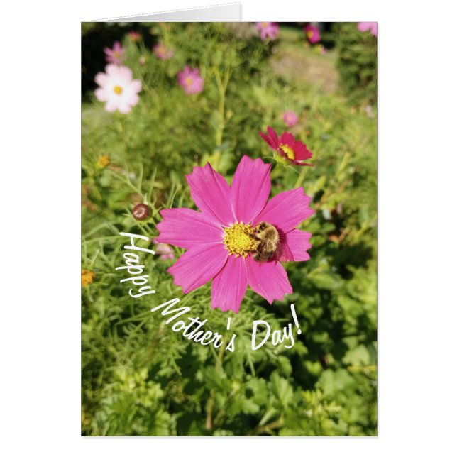 Vivid Rosa Cosmos Flower Mors dag Card Hälsningskort (Framsidan)