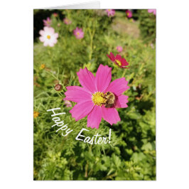 Vivid Rosa Cosmos Flower Påsk Card Hälsningskort