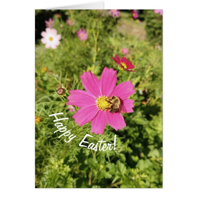 Vivid Rosa Cosmos Flower Påsk Card Hälsningskort (Framsidan)