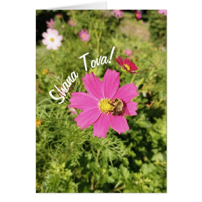 Vivid Rosa Cosmos Flower Rosh Hashanah Card Hälsningskort (Framsidan)