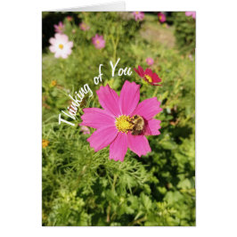 Vivid Rosa Cosmos Flower Thinking Card Hälsningskort