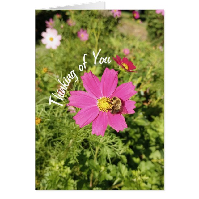 Vivid Rosa Cosmos Flower Thinking Card Hälsningskort (Framsidan)