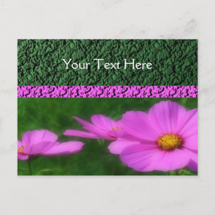 Vivid Rosa Cosmos Flowers Vykort