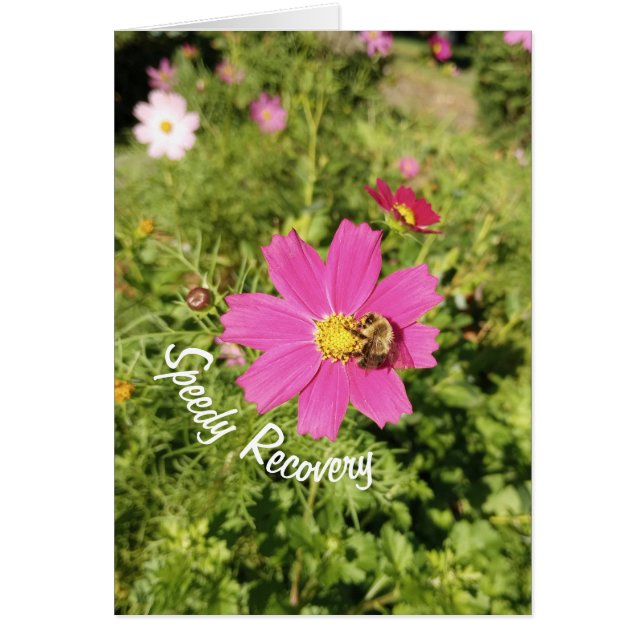 Vivid Rosa Cosmos Snabb återställningskort Hälsningskort (Framsidan)