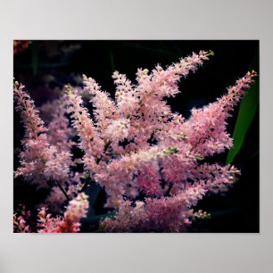 Vivid Rosa Flowers Close Up Poster