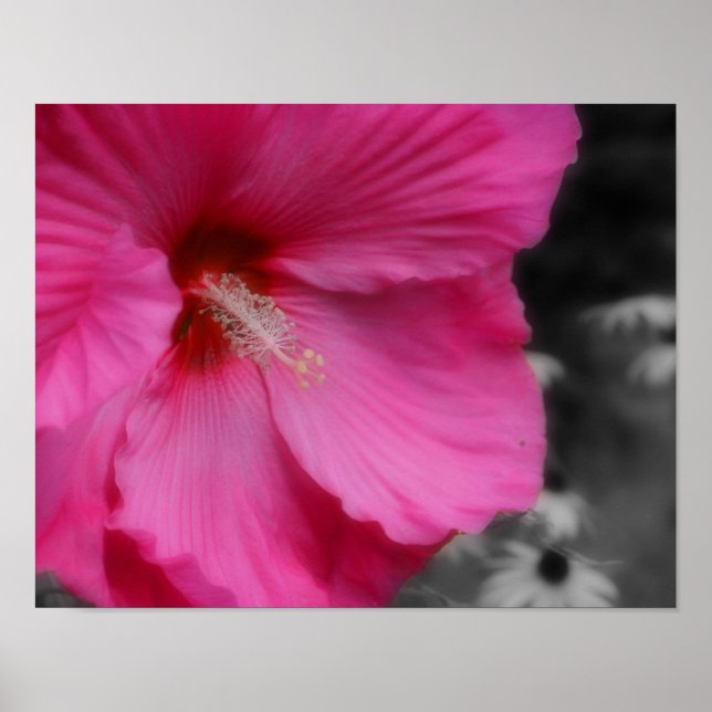 Vivid Rosa Hibiscus Flower Partial Färg Poster (Framsidan)