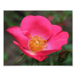 Vivid Rosa ros Petals 8 x 10 Fototryck