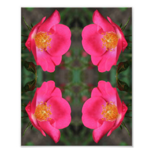 Vivid Rosa ros Petals Abstrakt Blommigt Art. 8x10 Fototryck