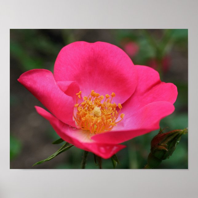 Vivid Rosa ros Petals Poster (Framsidan)