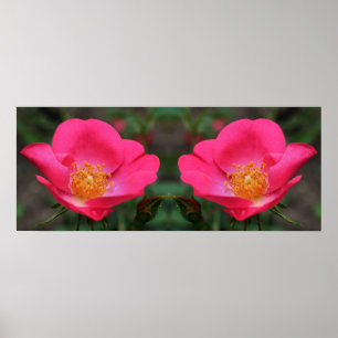 Vivid Rosa ros Spegel Abstrakt Poster