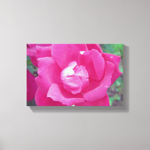 Vivid Shock rosa Photo Stretched Canvas Art