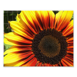 Vivid Solrosslutning 10x8 Fototryck