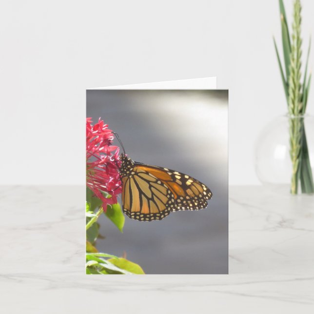 Vivid Tropical Butterfly-mappat gratulationskort Kort (Framsida)