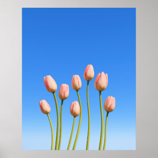 Vivid Tulips nedanför en klar Blå himmel Poster