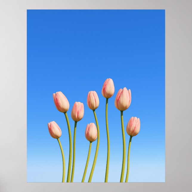 Vivid Tulips nedanför en klar Blå himmel Poster (Framsidan)