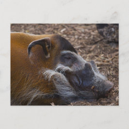 Vivietnamesisk hog-vykort vykort