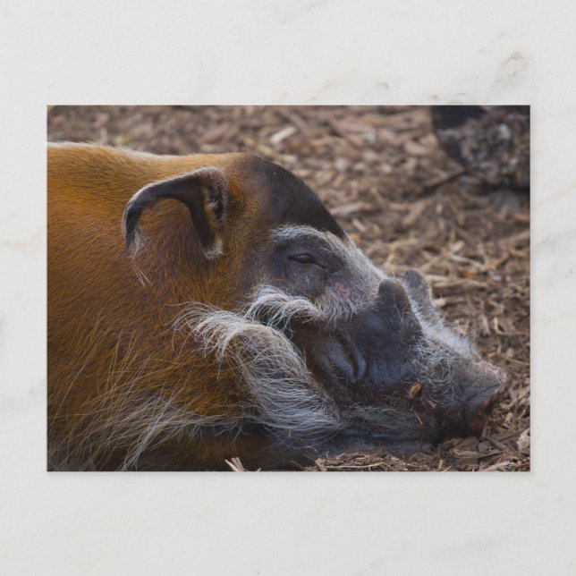 Vivietnamesisk hog-vykort vykort (Framsida)