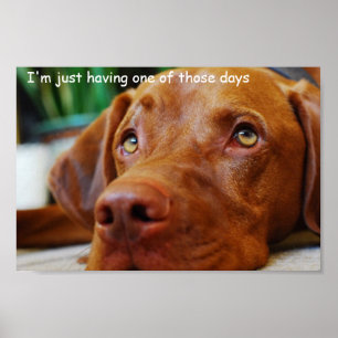 Vizsla - bara för att ha en sån där dag poster