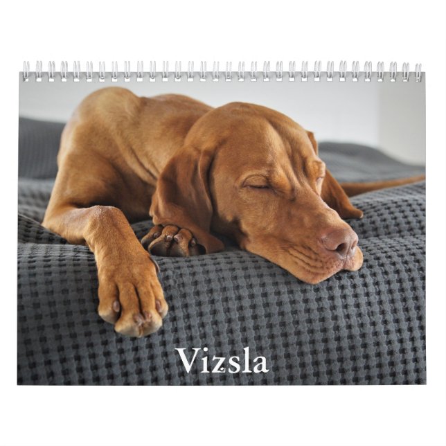 Vizsla Calendar Kalender (Omslag)