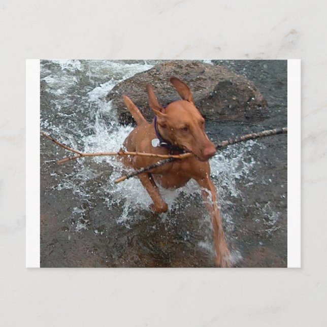 Vizsla_fetching i vatten.png vykort (Framsida)