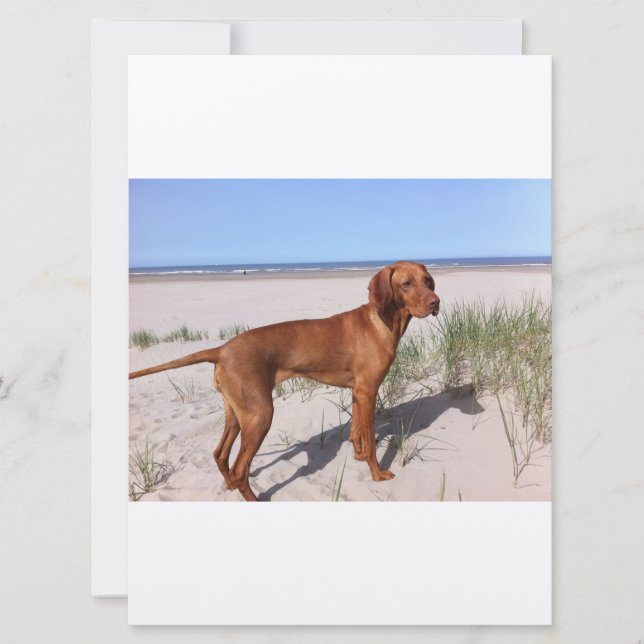 vizsla-fullt (Framsida)