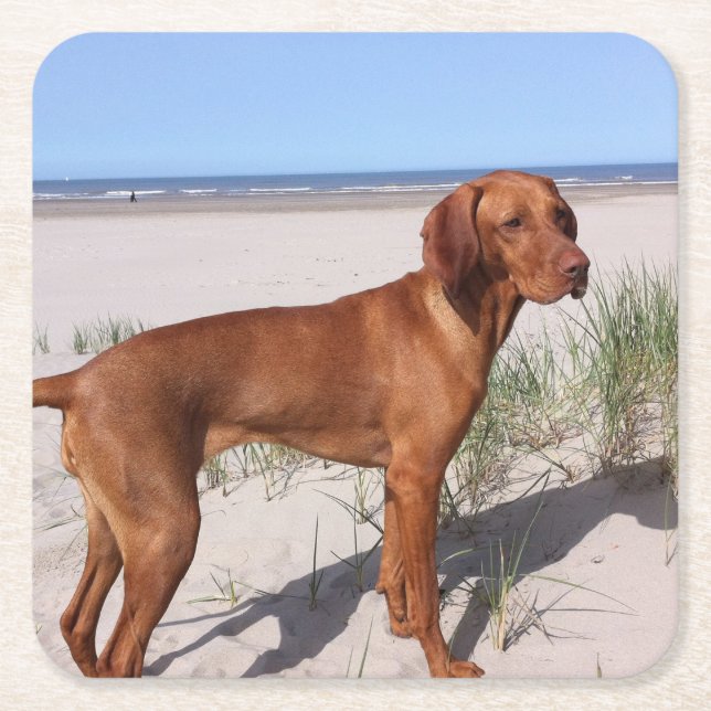 vizsla-fullt underlägg papper kvadrat (Framsidan)