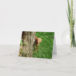 Vizsla Greeting Cards Kort