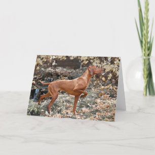 Vizsla hälsningkort kort