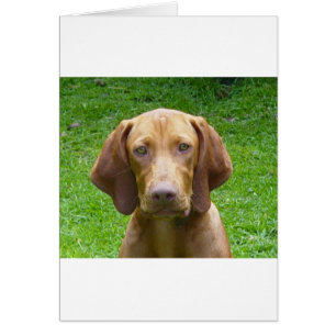 vizsla hälsningskort