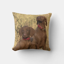 Vizsla Hound Hundar - Hunting Hounds -