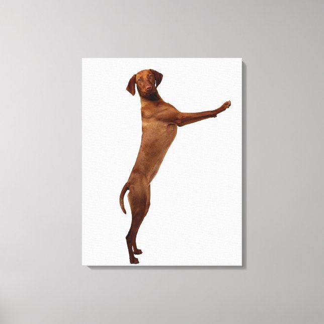 Vizsla Hund Canvastryck (Framsida)