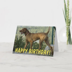 Vizsla hund födelsedagskort kort