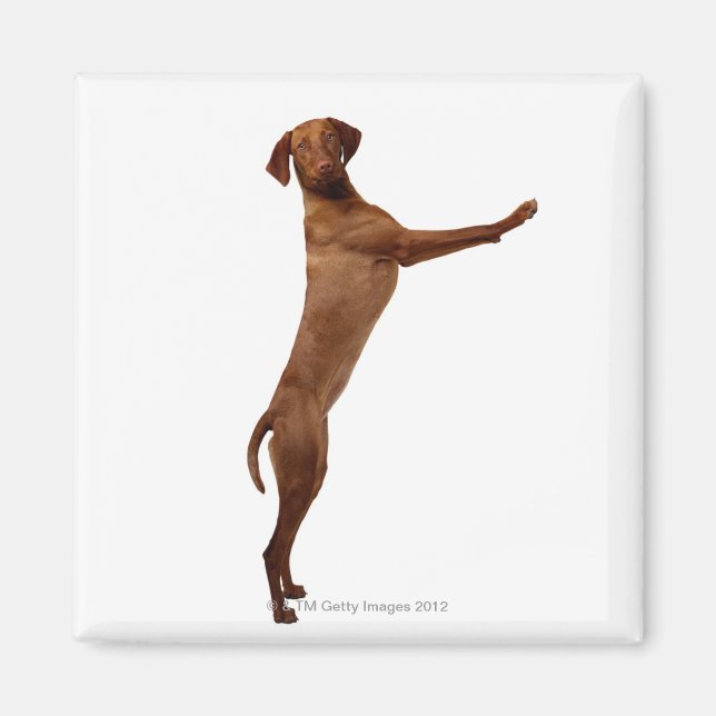 Vizsla Hund Magnet (Framsidan)